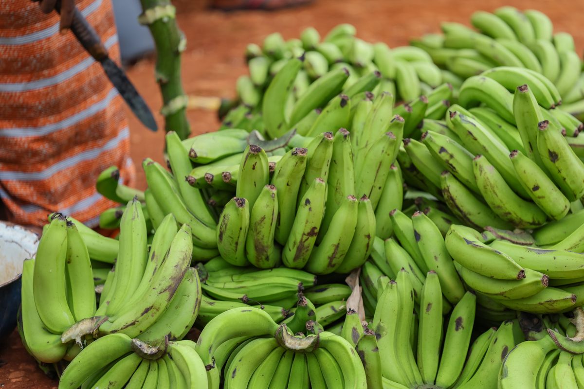Freshly harvested plantains piled at a market in Taraba, Nigeria